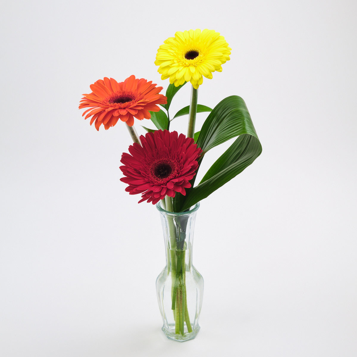 Trio of Gerbera